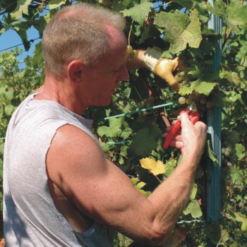 Sécateur Taille vignes