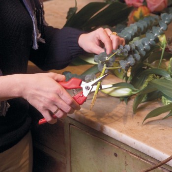 Sécateur pour fleurs coupées