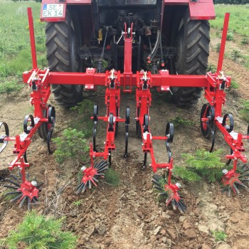 Bineuse à doigts dans culture de sapins