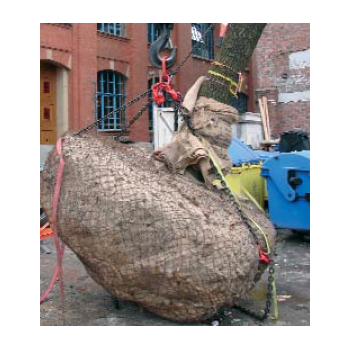 Harnais avec chaines pour arbre en motte